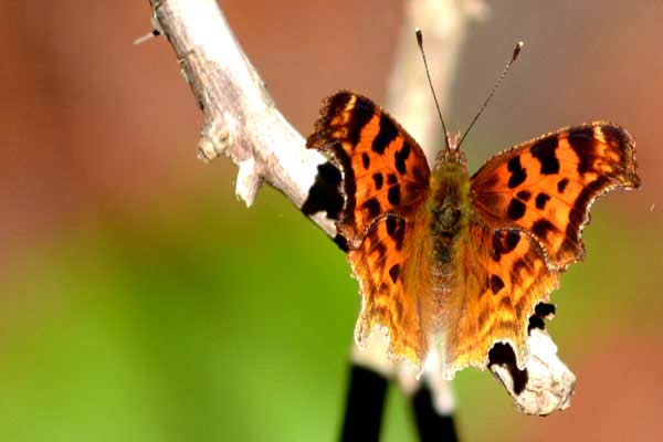 Butterfly Landing